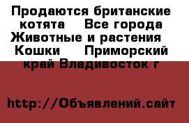 Продаются британские котята  - Все города Животные и растения » Кошки   . Приморский край,Владивосток г.